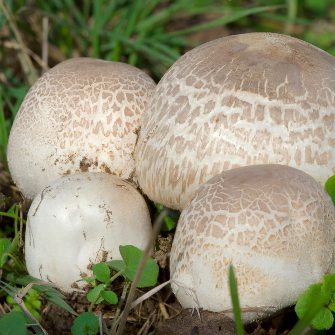 Agaricus Blazei