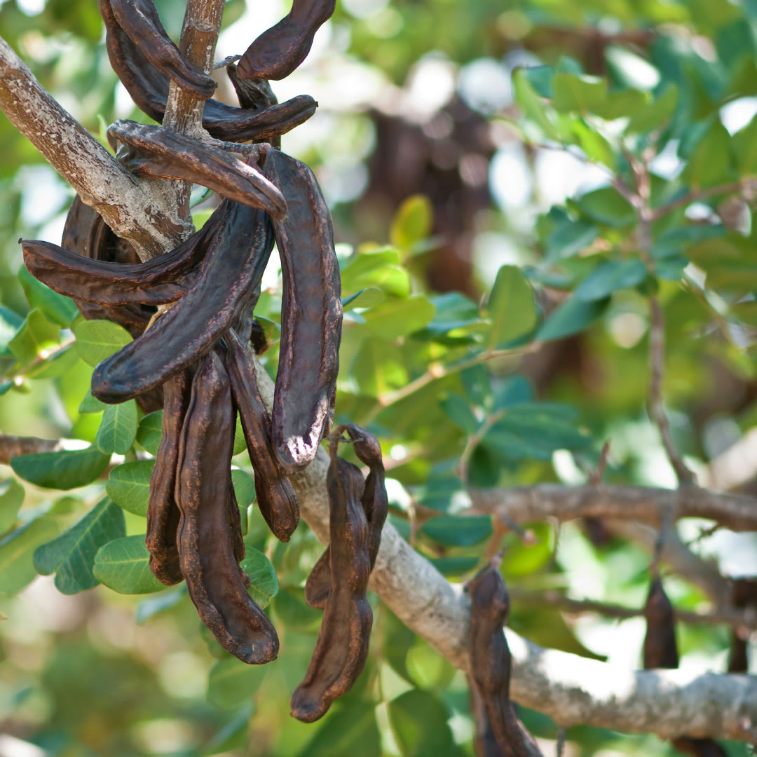 Carob