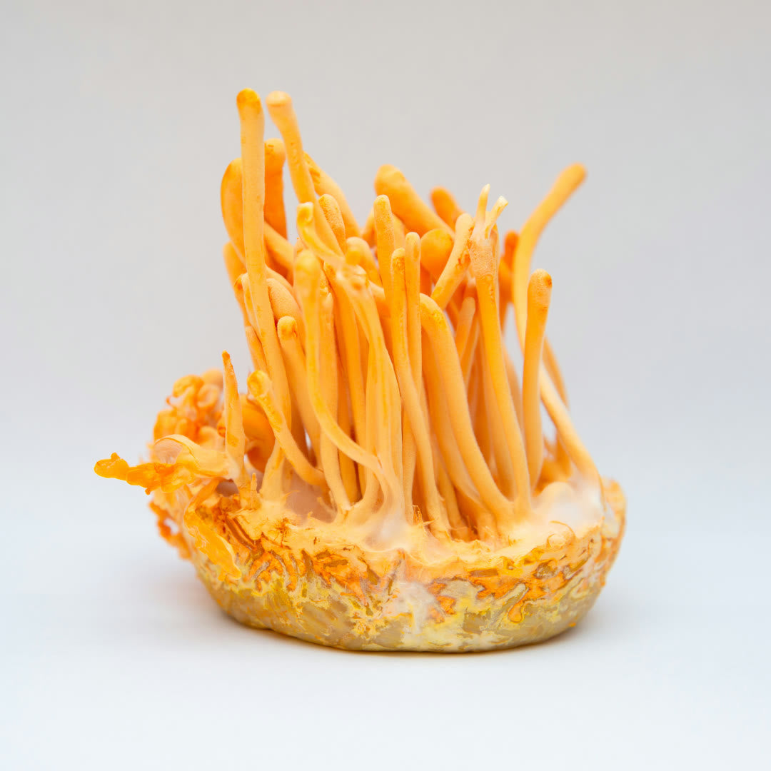 Cordyceps