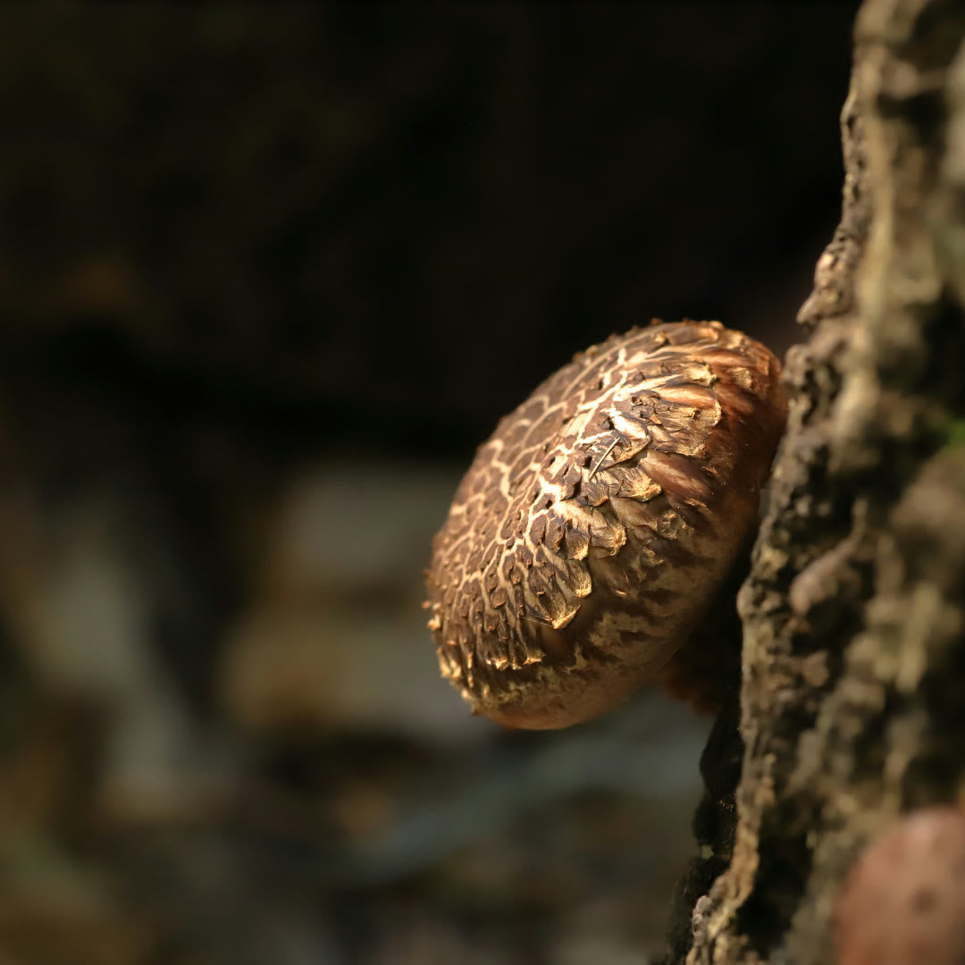 Shiitake