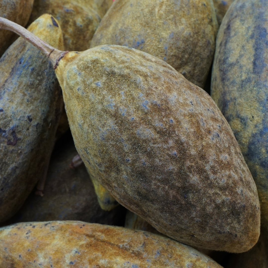 Whole baobab fruit and powder — a citrusy, nutrient-rich superfood from the African “Tree of Life,” high in vitamin C, prebiotic fiber, and antioxidants to support immunity, digestion, and skin health.
