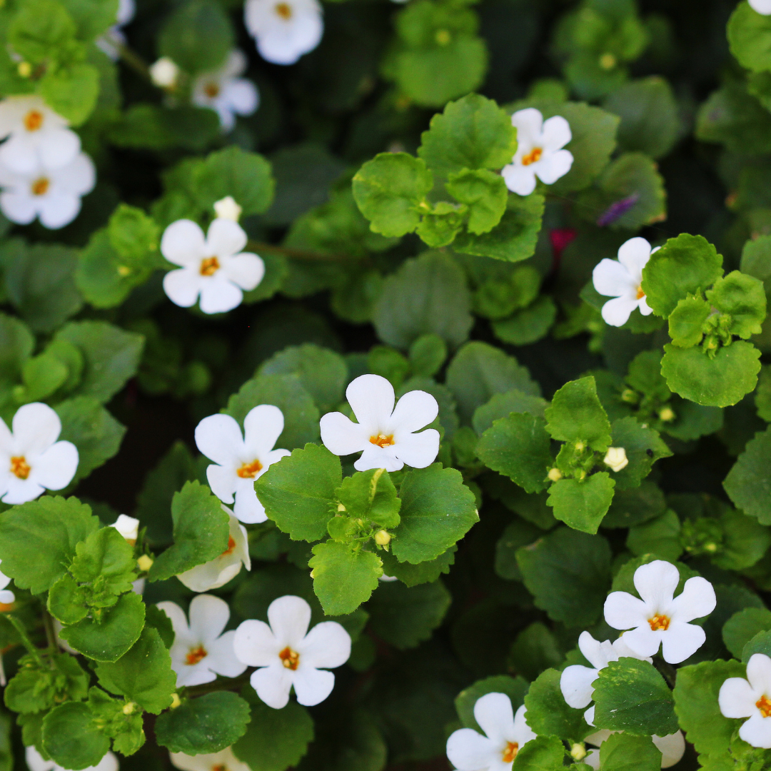 Fresh Brahmi plant (Bacopa monnieri) — a revered Ayurvedic herb known for supporting memory, focus, and cognitive function, used traditionally to calm the mind and enhance mental clarity.