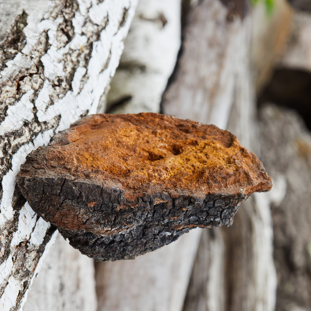 Chaga mushroom (Inonotus obliquus) — a powerful antioxidant-rich fungus that grows on birch trees. Revered in Northern traditions for supporting immune function, energy balance, and cellular health.