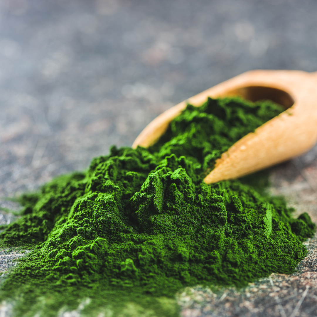 Vibrant green chlorella powder — a nutrient-dense freshwater algae known for its detoxifying properties, rich in chlorophyll, B12, and plant-based protein.