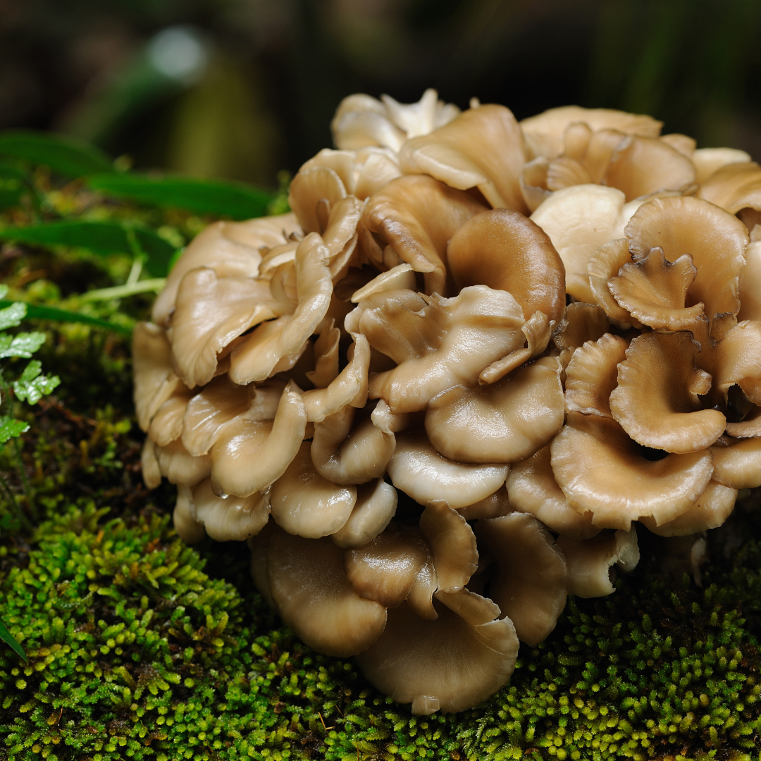 Maitake mushrooms (Grifola frondosa) — also known as “Hen of the Woods,” these frilly, clustered fungi are rich in beta-glucans and traditionally used to support immune function, blood sugar regulation, and overall vitality.