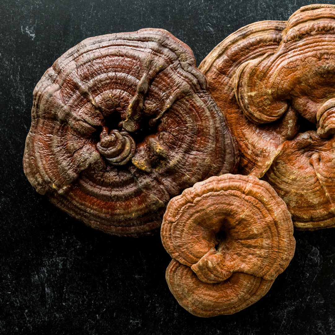 Reishi mushroom — revered in traditional medicine for its calming, immune-regulating properties. Known as the “mushroom of immortality,” it supports stress resilience and deep restoration.