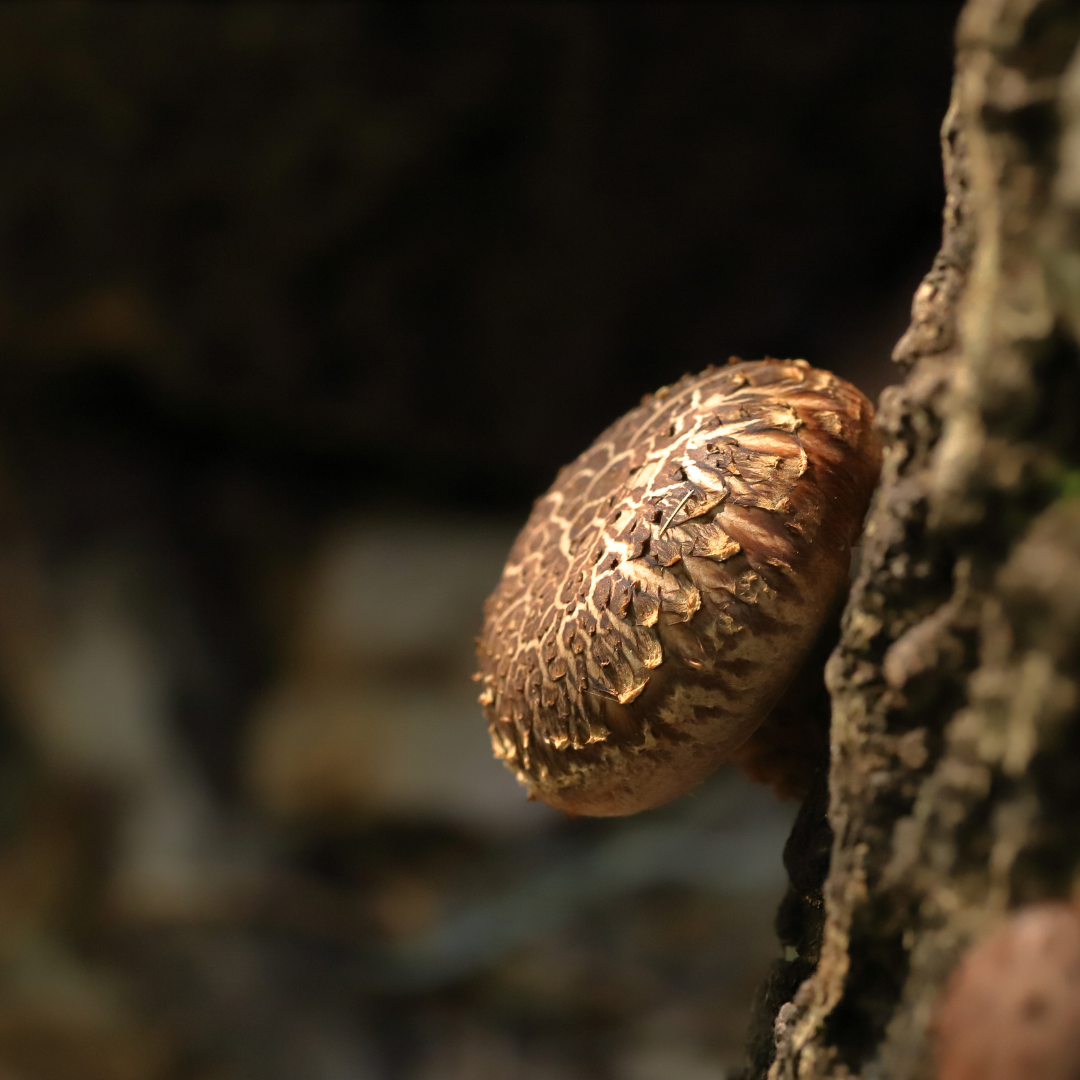 Shiitake mushroom — prized in East Asian cuisine and traditional medicine for its rich umami flavor and immune-supporting compounds like lentinan. Known to promote vitality, heart health, and longevity.