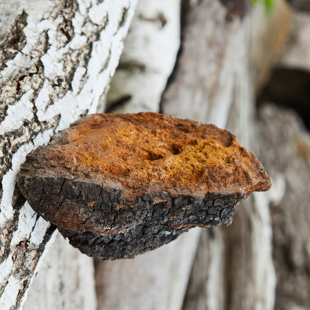 Chaga
