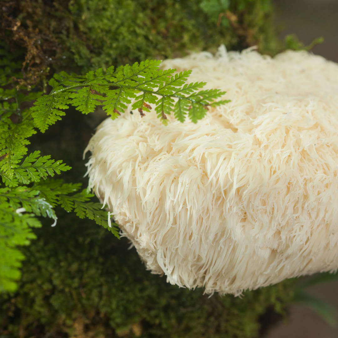 Lion's Mane