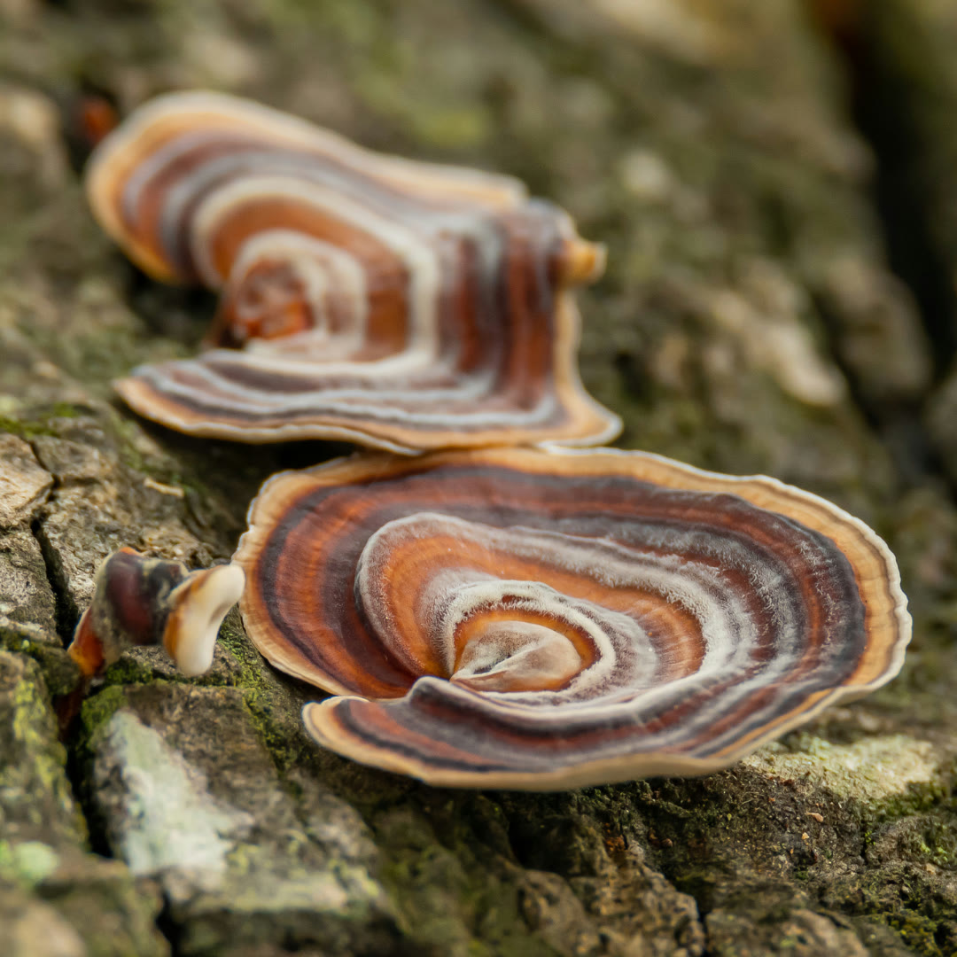 Turkey Tail